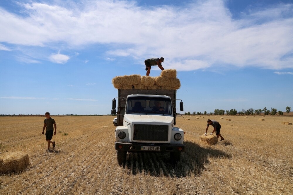 Фьючерсы на пшеницу в Euronext упали до минимума