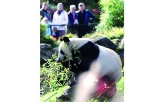 Известные гигантские панды покинут Францию и отправятся в Китай