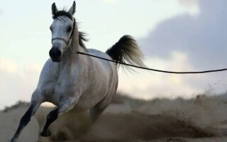 Horses Can Smell Human Fear