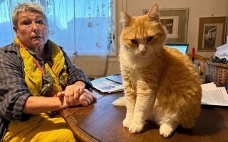 Французскую женщину оштрафовали за кота, который перелазил через забор